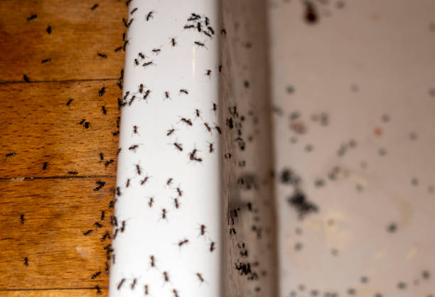 Pest Control for Restaurants in Winthrop, IA